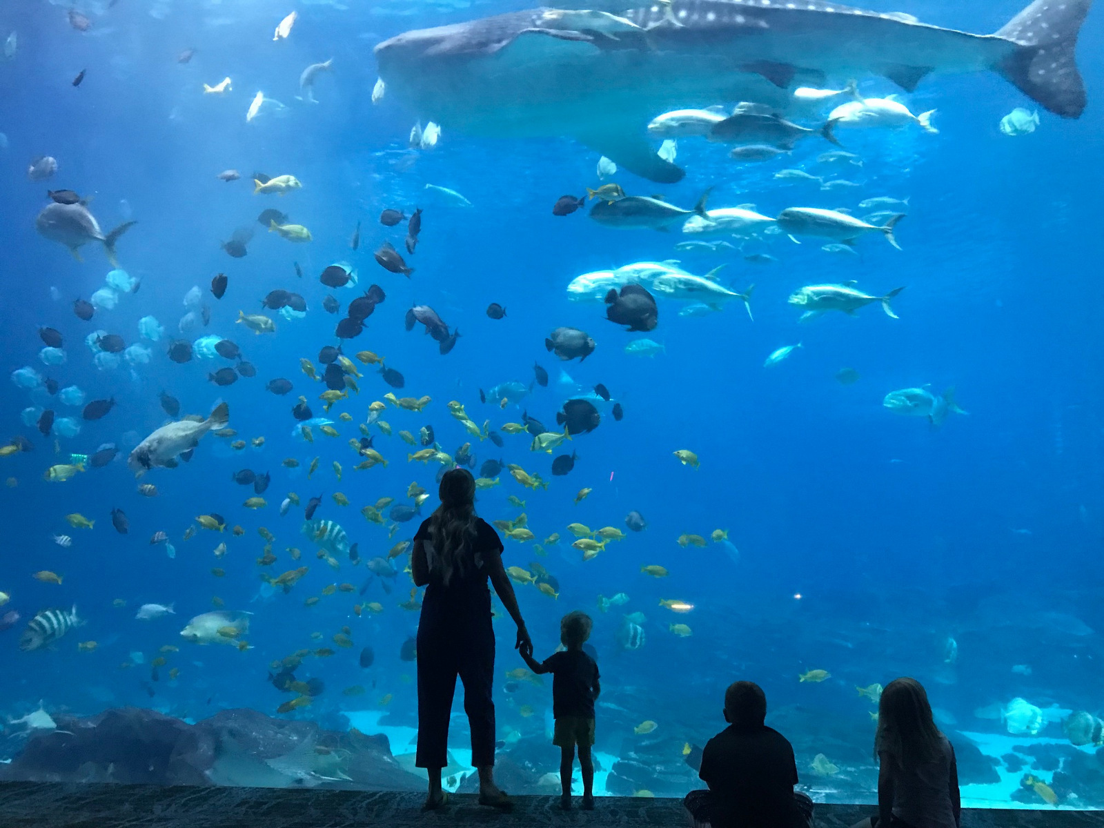 Khám phá Georgia Aquarium – Thủy cung rộng lớn nhất Atlanta