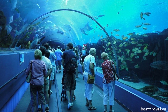 kham pha georgia aquarium thuy cung rong lon nhat atlanta 3 1